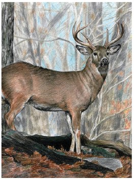 Color Pencil by Number: Whitetail Buck