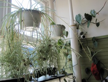 Free Plant Propagation Kit
