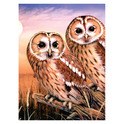 Paint by Number Junior: Tawny Owls
