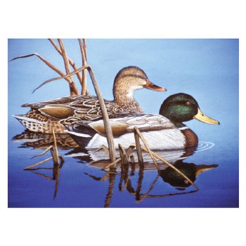 Paint by Number: Blue Water Mallards