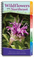 Wildflowers of the Northeast