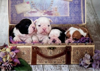 Puppies 500pc Puzzle