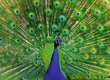 Peacock 500pc Puzzle