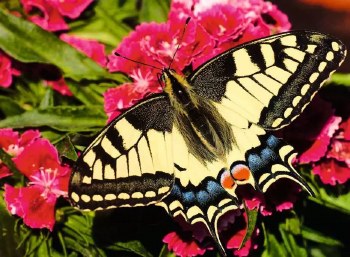 Butterfly 500pc Puzzle