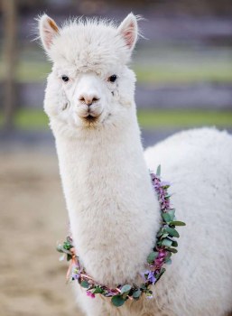Puzzle Moment: Alpaca 200pc Puzzle