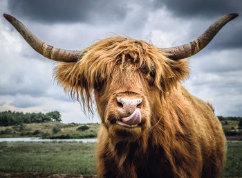 Puzzle Moment: Highland Cattle 300pc Puzzle