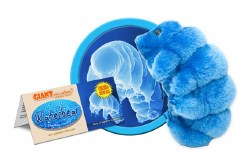 Waterbear Plush