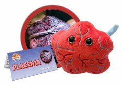 Placenta