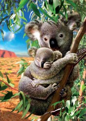 Koala and Cub 500pc Puzzle