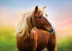 Horse at Sunrise 500pc Puzzle