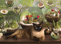 Terrarium Cat 1000pc Puzzle