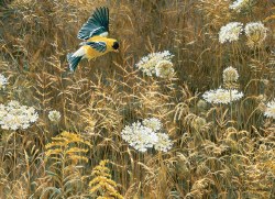 Queen Anne's Lace and American Goldfinch 500pc Puzzle