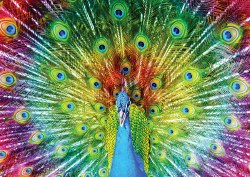 Colorful Peacock 1000pc Puzzle