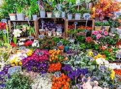 Flower Market France 500pc Puzzle