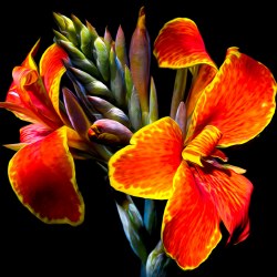 Maderna Canna Lily 500pc Puzzle