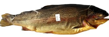 Oasis Hot Smoked Rainbow Trout Approx. 1 lb PLU 117 F