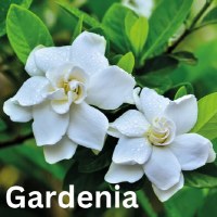 Additional picture of Axios Premium Athonite Gardenia Incense 28g
