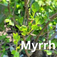 Additional picture of Axios Premium Athonite Myrrh Incense 28g