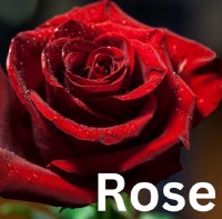 Additional picture of Axios Premium Athonite Rose Incense 28g