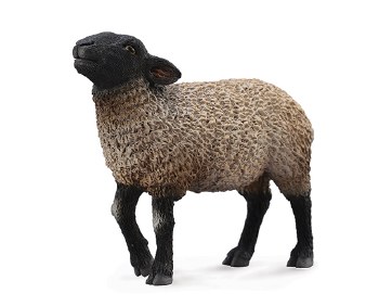 COLLECTA SUFFOLK SHEEP