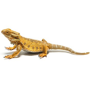 COLLECTA BEARDED DRAGON LIZARD
