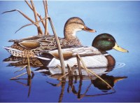 ROYAL PAINT BY NUMBER SET MALLARDS