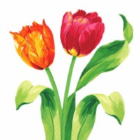 BRIGHT TULIPS  DESSERT  NAPKINS