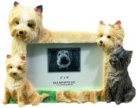 E & S FRAME 4x6     CAIRN TERRIER