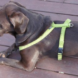 Good Dog - Hemp Corduroy Harness - Avocado - Large