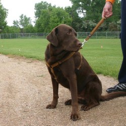 Good Dog - Hemp Corduory Harness - Bronze - Small