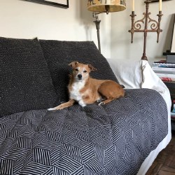 Molly Mutt - Pet Blanket - Rough Gem - Large