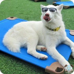 Pet Cot Dog Bed - Sky Blue - 39x22"