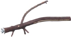 Tucson Manzanita - Forked Bird Perch - 12 in