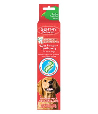 minty dog toothpaste