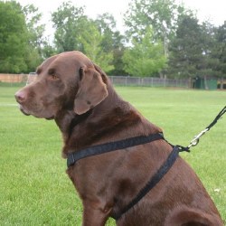 Good Dog - Hemp Corduroy Harness - Black - 3/4" Medium