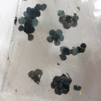 Dry Flowers In Small Bag