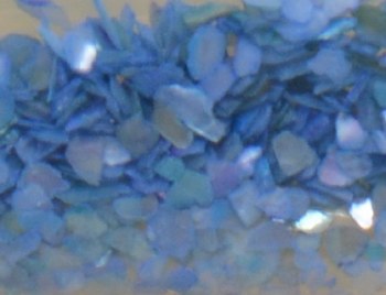Shell Pieces-500g-lqr-23
