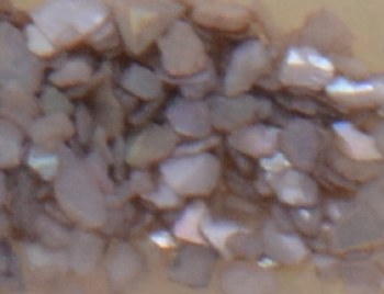Shell Pieces-500g-lqr-25
