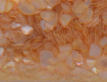 Shell Pieces-125g-lqr-27