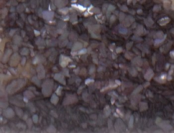 Shell Pieces-125g-lqr-30-16