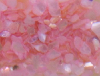 Shell Pieces-500g-lqr-30