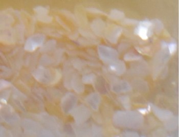 Shell Pieces-500g-lqr-31