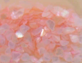 Shell Pieces-500g-lqr-34