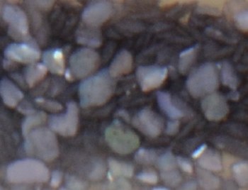 Shell Pieces-500g-lqr-37