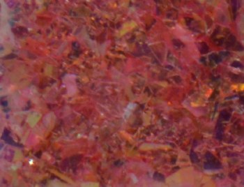 Shell Powder-125g/f-01
