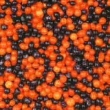 Non-pariels Orange & Black 5.5