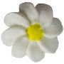 Medium White Daisy 6pk