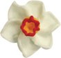 Narccissus Mini Royal Icing