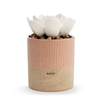 Succulent Oil Diffuser XOXO
