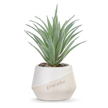 Mini Succulent Grateful